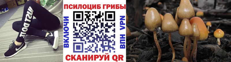 Галлюциногенные грибы прущие грибы  Жирновск 